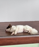 5주차 동물매개치료훈련수업