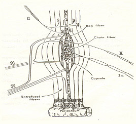Postural tone image