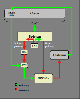cortex