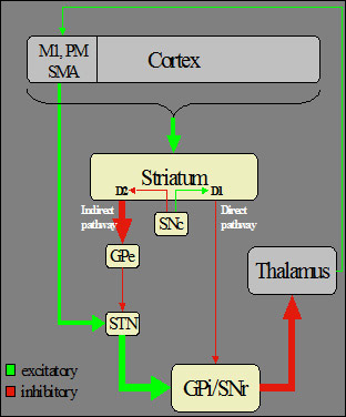 cortex